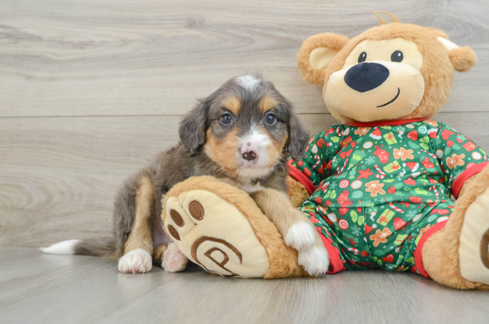 5 week old Mini Bernedoodle Puppy For Sale - Florida Fur Babies