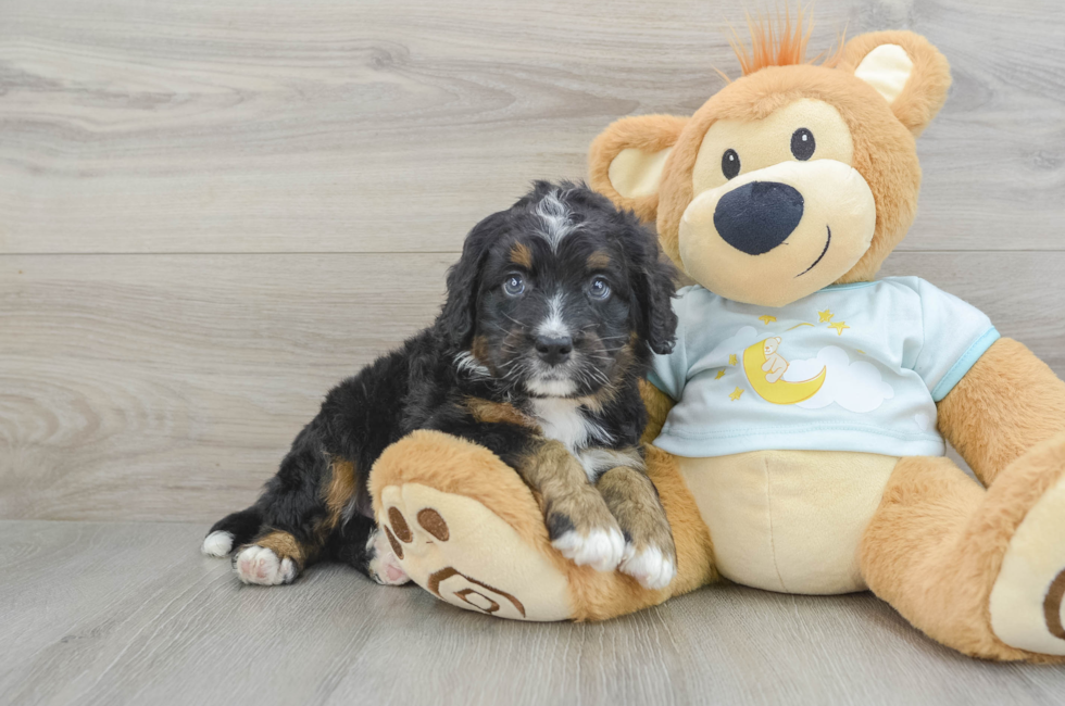 5 week old Mini Bernedoodle Puppy For Sale - Florida Fur Babies