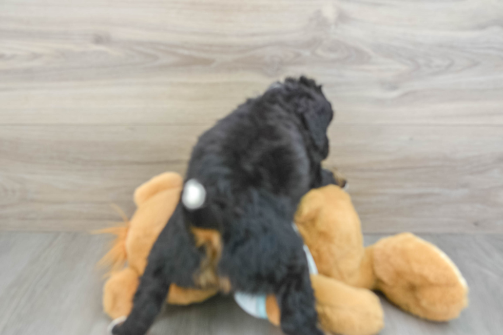 Playful Mini Bernesepoo Poodle Mix Puppy