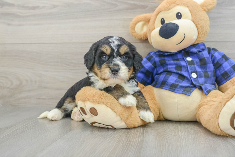 Adorable Mini Berniedoodle Poodle Mix Puppy