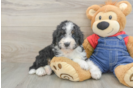 Smart Mini Bernedoodle Poodle Mix Pup