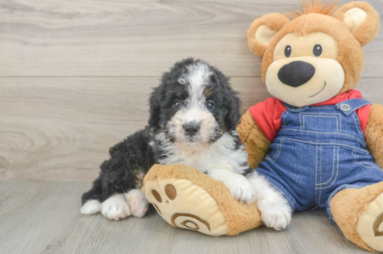 Smart Mini Bernedoodle Poodle Mix Pup