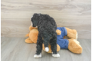 Fluffy Mini Bernedoodle Poodle Mix Pup