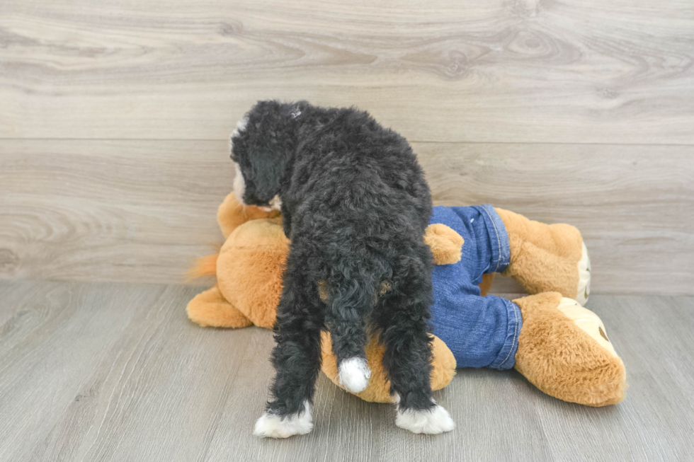 Fluffy Mini Bernedoodle Poodle Mix Pup