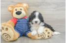 Mini Bernedoodle Pup Being Cute