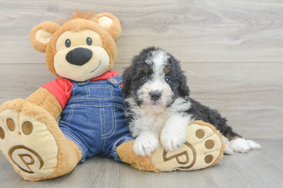 Mini Bernedoodle Pup Being Cute