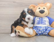 7 week old Mini Bernedoodle Puppy For Sale - Florida Fur Babies