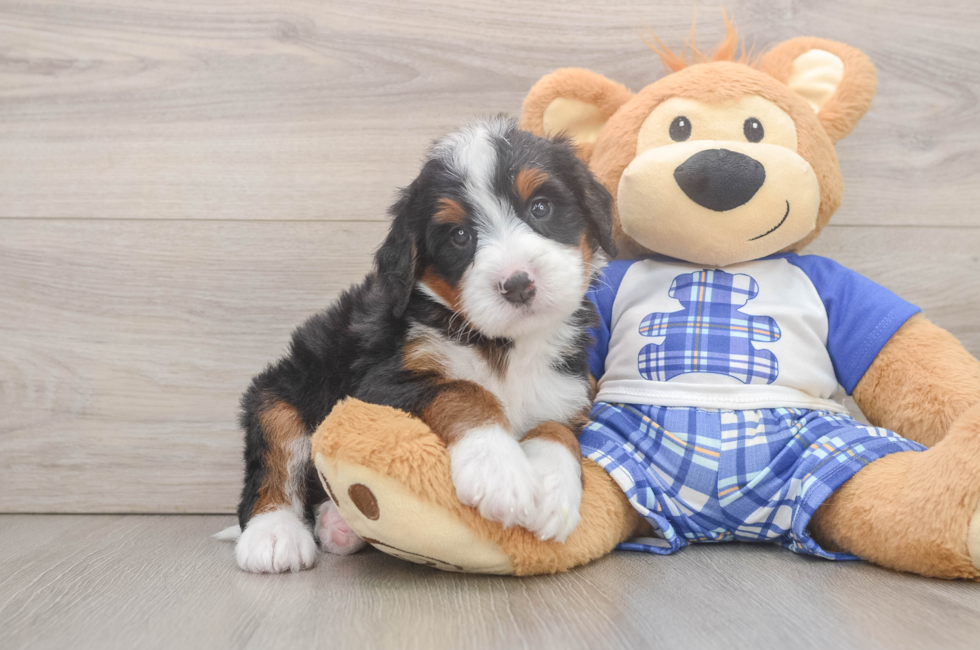 5 week old Mini Bernedoodle Puppy For Sale - Florida Fur Babies