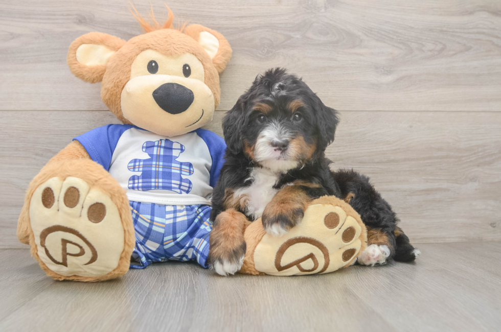 5 week old Mini Bernedoodle Puppy For Sale - Florida Fur Babies