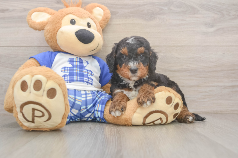 5 week old Mini Bernedoodle Puppy For Sale - Florida Fur Babies