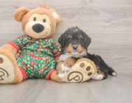 7 week old Mini Bernedoodle Puppy For Sale - Florida Fur Babies