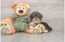 Best Mini Bernedoodle Baby