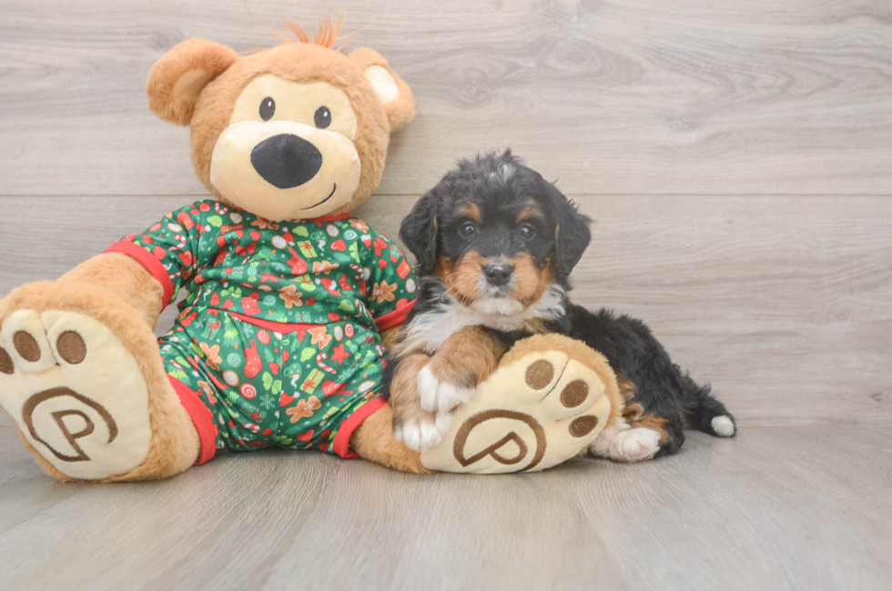 6 week old Mini Bernedoodle Puppy For Sale - Florida Fur Babies