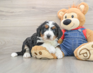 6 week old Mini Bernedoodle Puppy For Sale - Florida Fur Babies