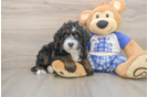 Sweet Mini Bernedoodle Baby