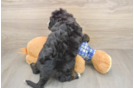 Mini Bernedoodle Pup Being Cute