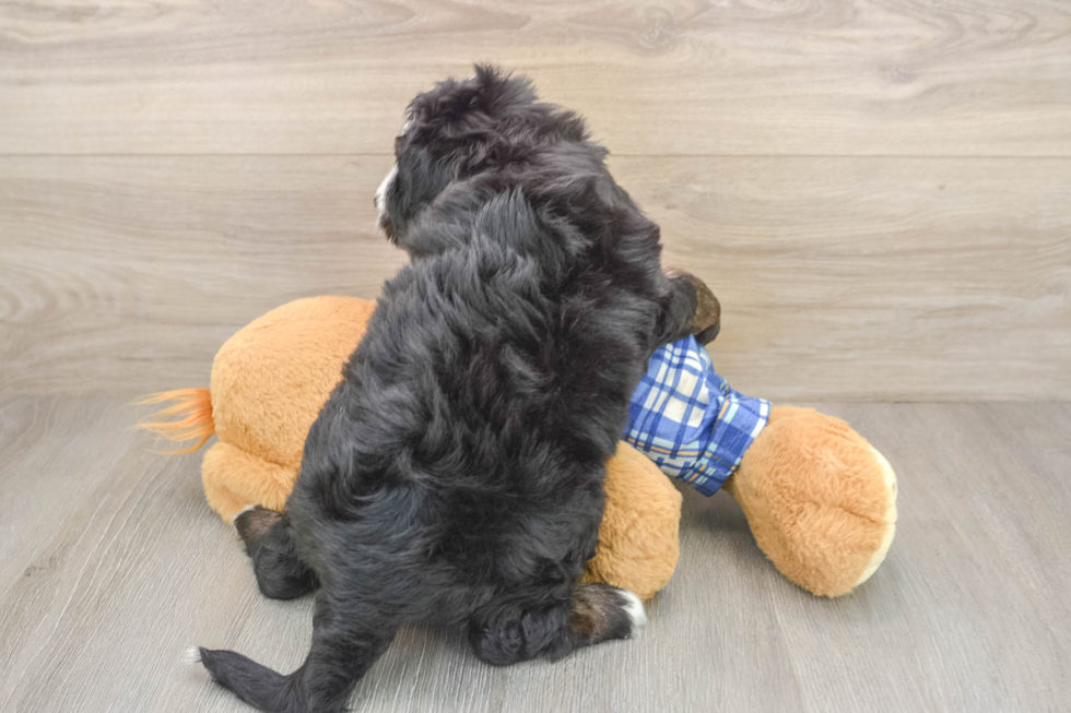 Mini Bernedoodle Pup Being Cute