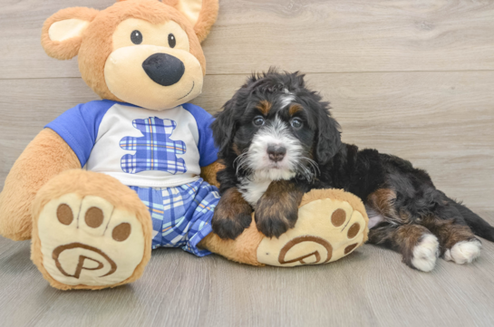 Mini Bernedoodle Pup Being Cute