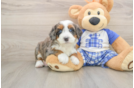 Best Mini Bernedoodle Baby