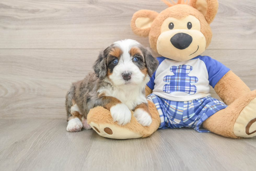 Best Mini Bernedoodle Baby