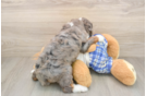 Mini Bernedoodle Puppy for Adoption