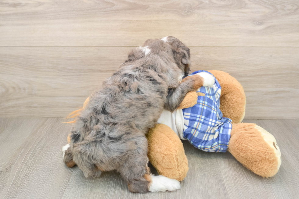 Mini Bernedoodle Puppy for Adoption