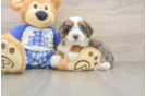 Energetic Bernese Doodle Poodle Mix Puppy