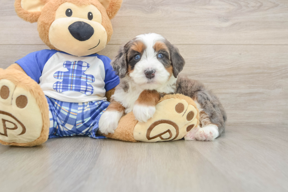 Energetic Bernese Doodle Poodle Mix Puppy