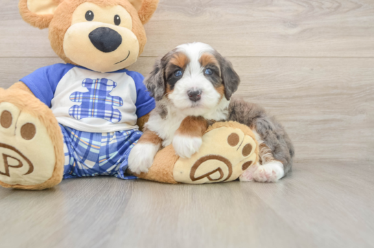 Energetic Bernese Doodle Poodle Mix Puppy