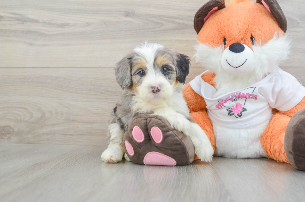 5 week old Mini Bernedoodle Puppy For Sale - Florida Fur Babies