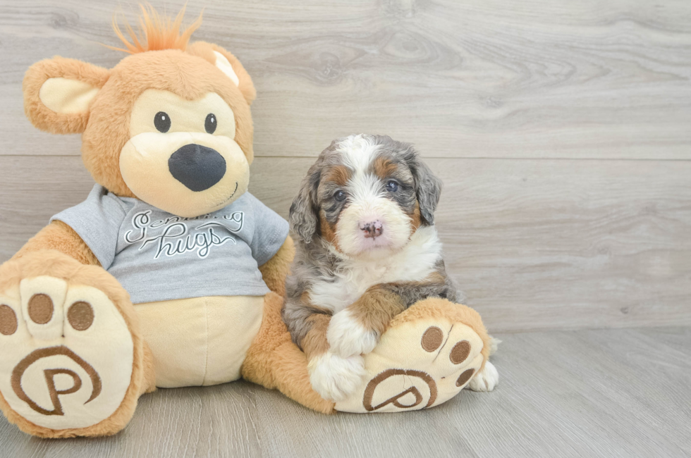 5 week old Mini Bernedoodle Puppy For Sale - Florida Fur Babies