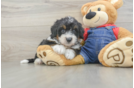 Best Mini Bernedoodle Baby