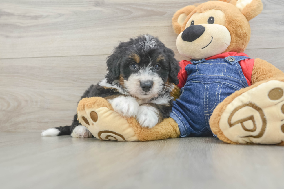 Best Mini Bernedoodle Baby