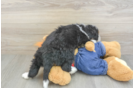 Friendly Mini Bernedoodle Baby