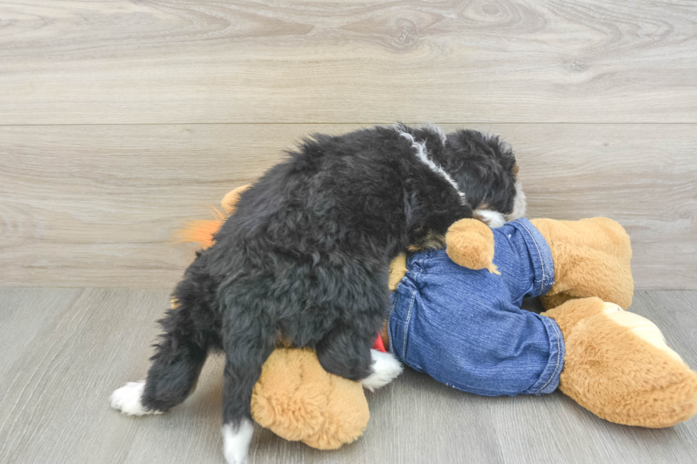 Friendly Mini Bernedoodle Baby