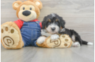 Mini Bernedoodle Pup Being Cute