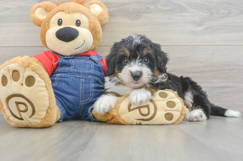 Mini Bernedoodle Pup Being Cute
