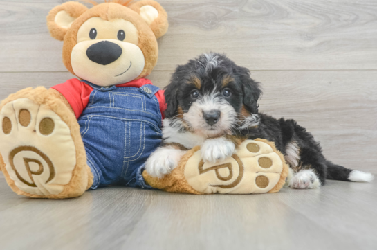 Mini Bernedoodle Pup Being Cute