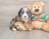 6 week old Mini Bernedoodle Puppy For Sale - Florida Fur Babies