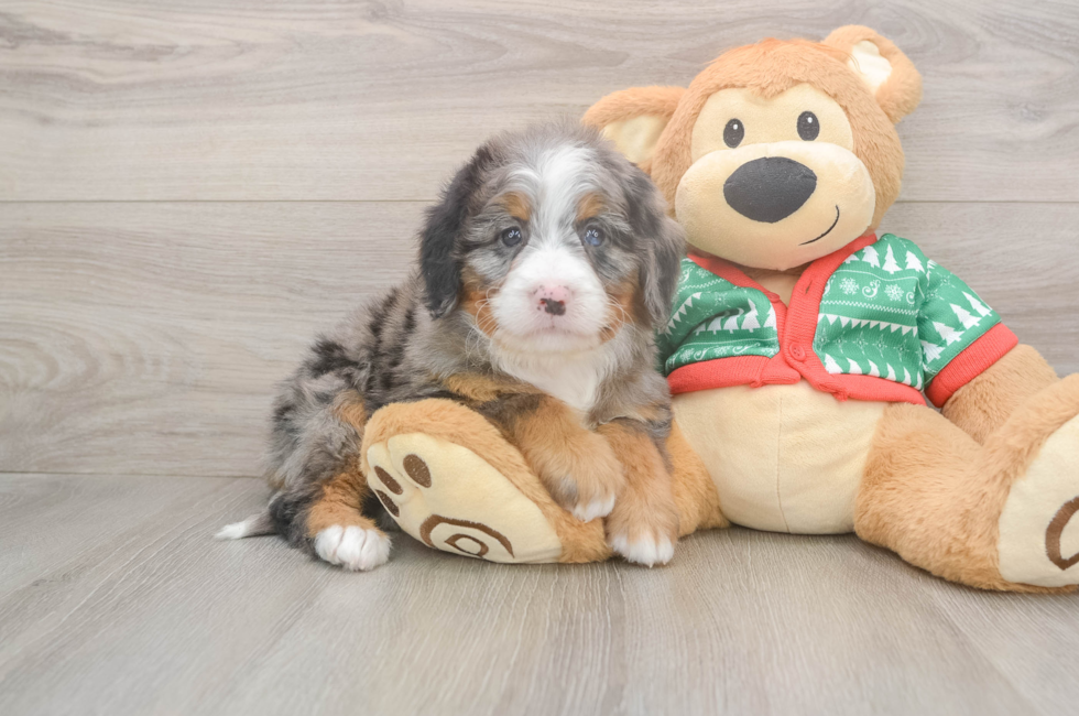 6 week old Mini Bernedoodle Puppy For Sale - Florida Fur Babies
