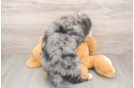 Popular Mini Bernedoodle Poodle Mix Pup