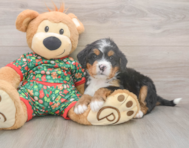 7 week old Mini Bernedoodle Puppy For Sale - Florida Fur Babies