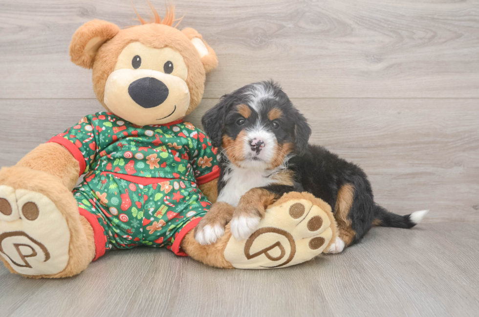 6 week old Mini Bernedoodle Puppy For Sale - Florida Fur Babies