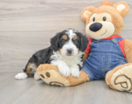 6 week old Mini Bernedoodle Puppy For Sale - Florida Fur Babies