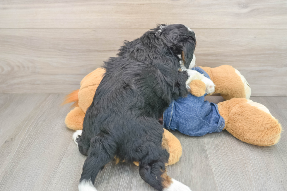 Cute Mini Bernedoodle Baby
