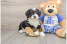 Smart Mini Bernedoodle Poodle Mix Pup