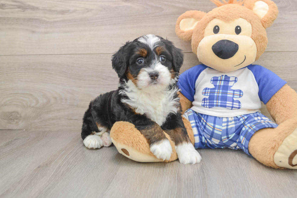 Smart Mini Bernedoodle Poodle Mix Pup