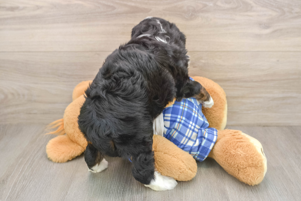 Mini Bernedoodle Pup Being Cute