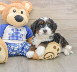 6 week old Mini Bernedoodle Puppy For Sale - Florida Fur Babies