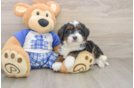 Best Mini Bernedoodle Baby